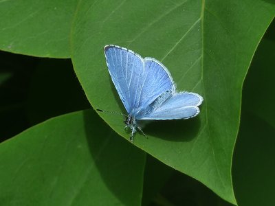 Holly Blue male - Coverdale 30.04.2017