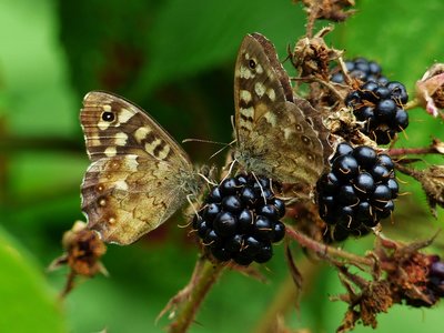 Speckled Woods - Langley Hall 03.08.2018