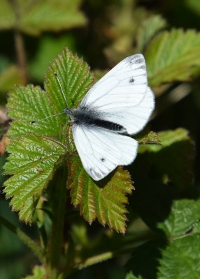 Green-veined White - Langley Hall 23.04.2021
