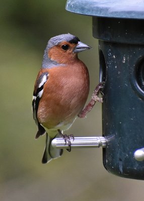 Chaffinch on feeder behind the visitor center - Leighton Moss 12.06.2019