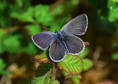 Small Blue - Bishops hill Warwickshire 18.05.2020