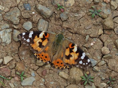 Painted Lady - Lizard 30.05.2017