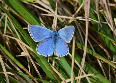 Adonis Blue - Ballard Dawn 03.09.2024