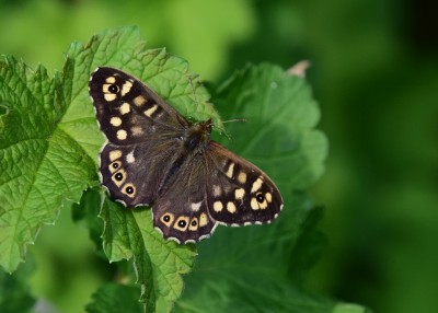 Speckled Wood -  Coverdale 25.04.2022