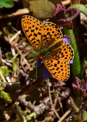 Pearl-bordered Fritillary - Wyre Forest 10.05.2021