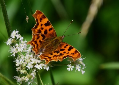 Comma - Oversley Wood 05.07.2021