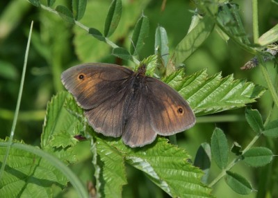 Meadow Brown - Blythe Valley 02.06.2022