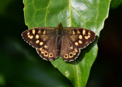 Speckled Wood female -  Coverdale 29.04.2023