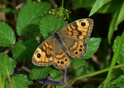 Wall Brown female - Upton Towans 07.08.2019