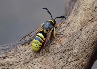 Lunar Hornet Clearwing - Coverdale 08.07.2020