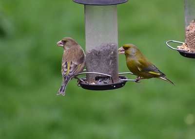 Greenfinch pair - Coverdale 12.04.2019