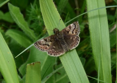 Dingy Skipper - Old Winchester Hill 13.05.2023