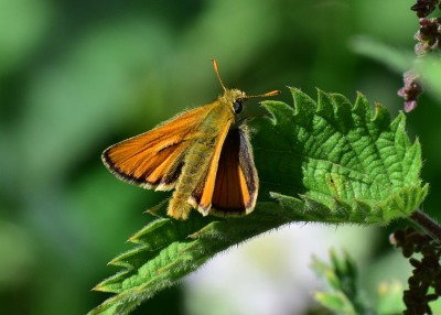 Small Skipper male - Bickenhill 02.07.2020