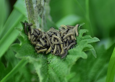 Small Tortoiseshell larvae - Wagon Lane 30.06.2020