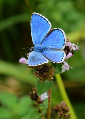 Adonis blue - OWH 02.09.2021