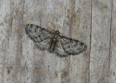 Oak-tree Pug. One of a number of similar small moths in this group that can be difficult to tell apart - Coverdale 22.04.2019