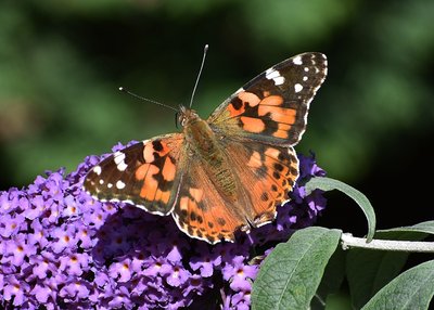 Painted Lady - Coverdale 02.08.2019