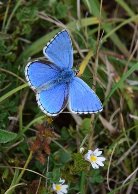 Adonis Blue - Fontmell Down 01.09.2024