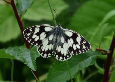 Marbled white - Blythe Valley 22.06.2023