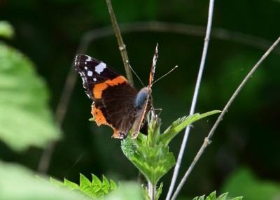 Red Admiral - Castle Hills 28.05.2022