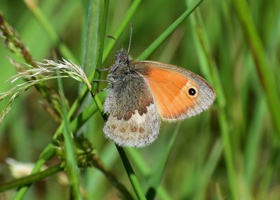 Small Heath - Castle Hills 14.06.2020