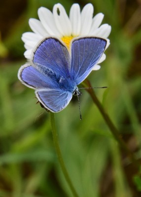 Common Blue - Bishops Hill 20.05.2024