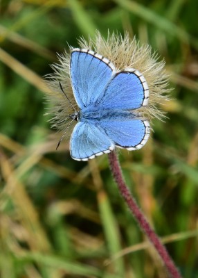 Adonis Blue - Bindon Hill 04.09.2024