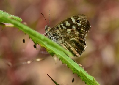 Speckled Wood male - Wagon Lane 05.07.2024