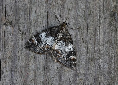 Common Marbled Carpet - Coverdale 15.09.2019