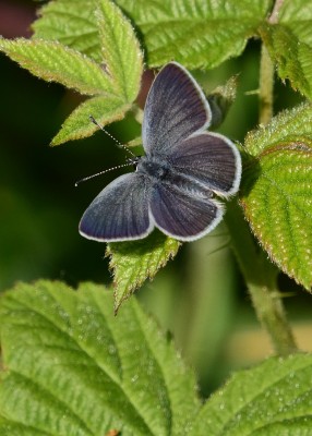 Small Blue - Prestbury Hill 24.05.2023