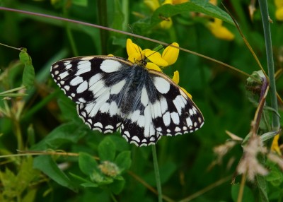 Marbled White - Blythe Valley 06.07.2022