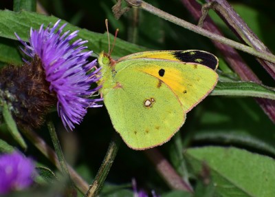 Clouded Yellow - Kennack Sands 02.08.2020