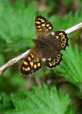 Speckled Wood male - Wagon Lane 12.04.2020