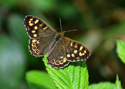 Speckled Wood male - Coverdale 23.04.2020