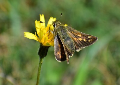 Silver-spotted Skipper - Fontmell Down 30.08.2020