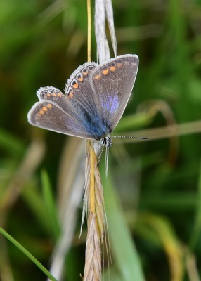 Common Blue female - Enys Head 07.08.2024