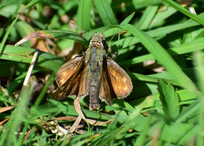 Silver-spotted Skipper male - Fontmell Down 30.08.2020