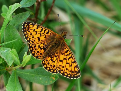 Small Pearl-bordered Fritillary - Arnside Knot 04.06.2016