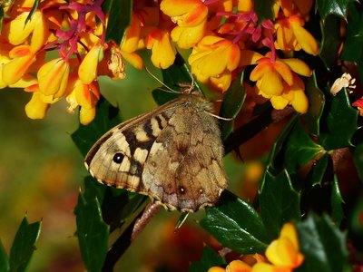 Speckled Wood female - Coverdale 09.04.2017