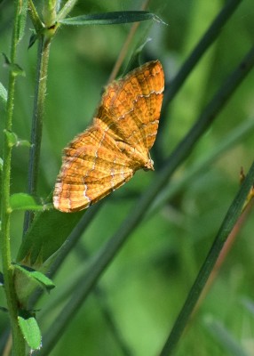 Yellow Shell - Blythe Valley 29.05.2020