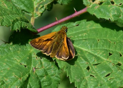 Large Skipper -  Snitterfield 17.07.2024