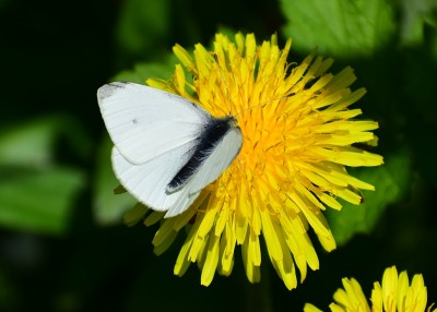 Small White male - Coverdale 19.04.2020