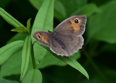 Meadow Brown -  Blythe Valley 22.06.2023