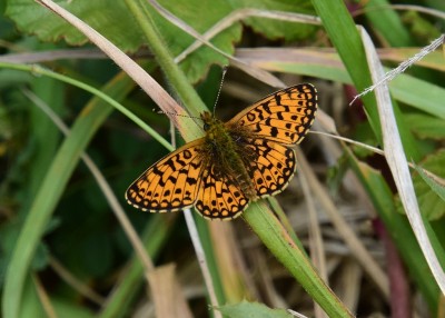 Small Pearl-bordered Fritillary - Kynance Cove 06.08.2024