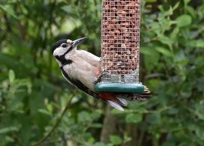 Great Spotted Woodpecker - Foulshaw Moss 11.06.2019