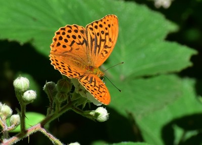 Silver-washed Fritillary male - Snitterfield Bushes 22.06.2020