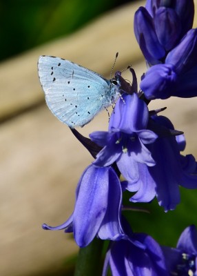 Holly Blue - Coverdale 01.05.2023