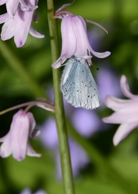 Holly Blue - Coverdale 07.05.2023