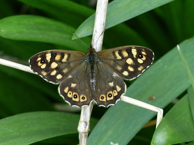Speckled Wood - Coverdale 30.03.2019