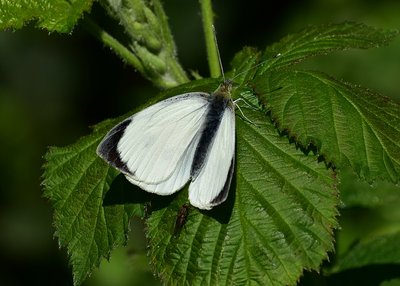 Large White - Coverdale 05.05.2019
